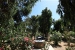 The garden area , Coralli Bungalows, Livadakia, Serifos, Cyclades, Greece