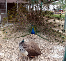 Peacock in Chania Public Gardens