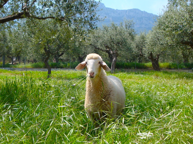 Greek easter lamb