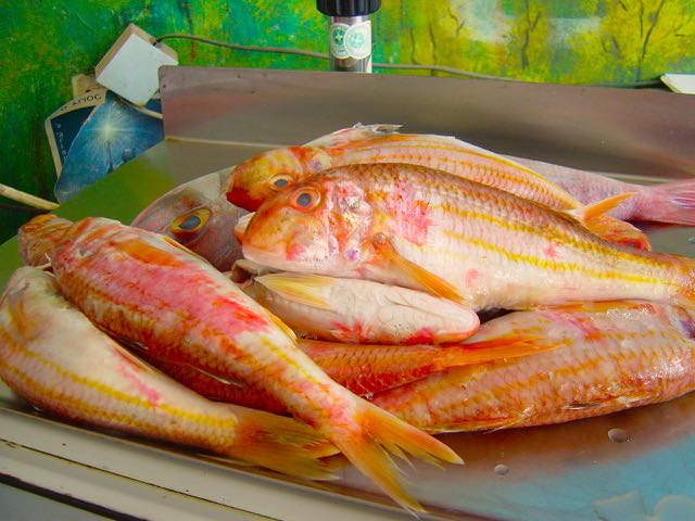 Barbounia, red mullet