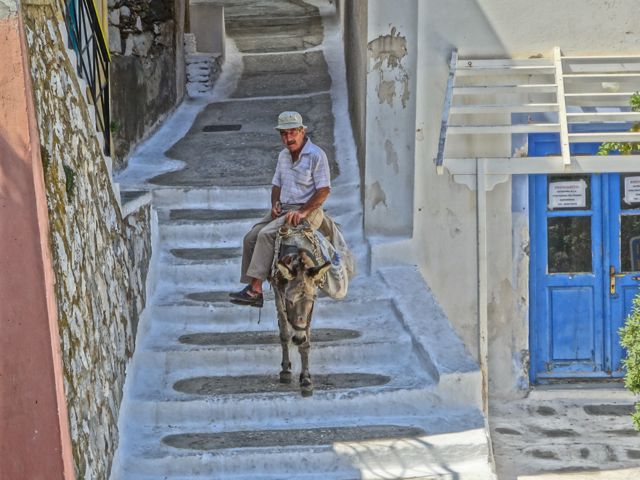 Donkey in Kea, Greece