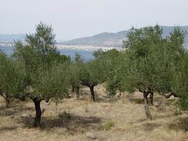 Olives trees and Kalamta in the distance: peloponnesos, peloponessos, peloponnese, peloponese, peloponnisos 