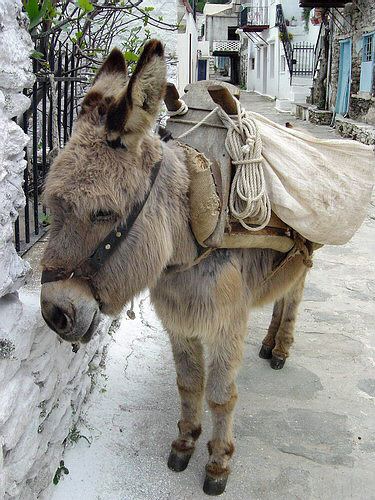 kea-donkey.jpg