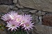 Flower detail, Windmill of Anastasia, Milos, Cyclades, Greece