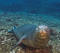 Monk Seal