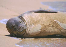 Monk Seal, Alonissos