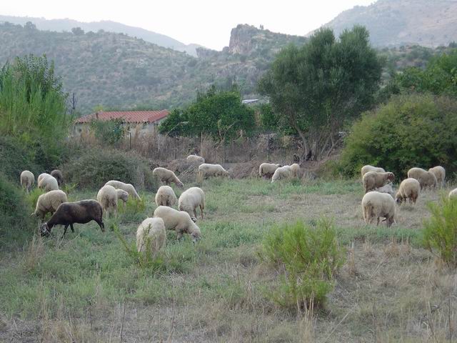 Sheep in the Mani, Peloponessos