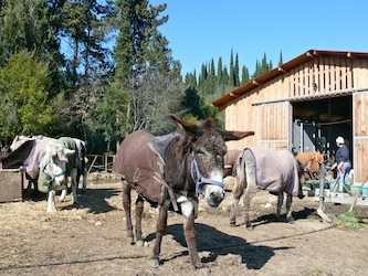 Corfu Donkey Rescue