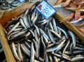 chania-market-fish1.jpg