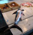 chania-market-fishswordfish.jpg