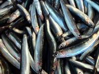 gavros-anchovies, fish taverna chania