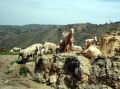 crete-goats.jpg