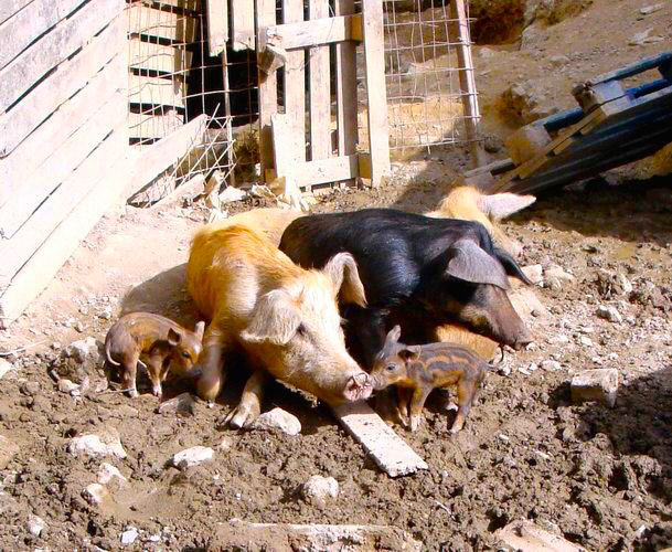 crete-pigs.jpg