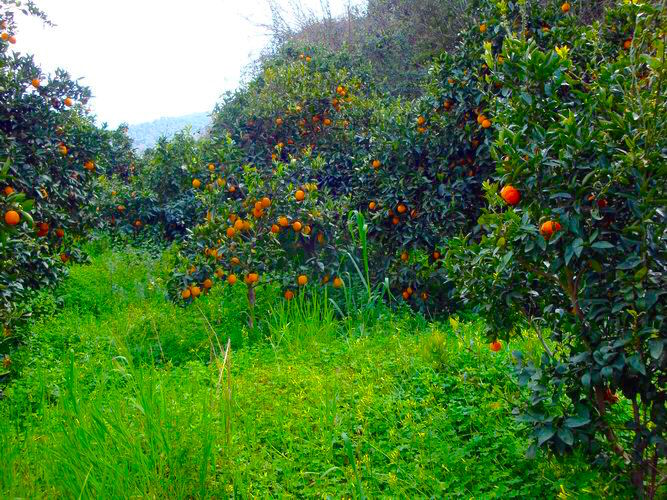 meskla-oranges.jpg