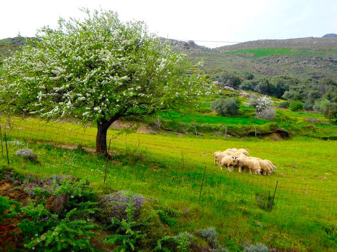 rethymnon-sheep.jpg