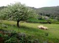 rethymnon-sheep.jpg