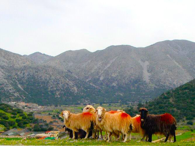 sfakia-sheep.jpg