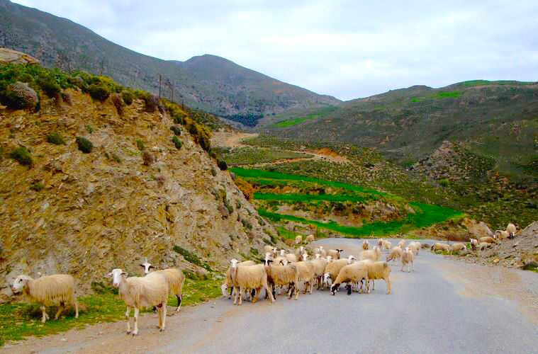 sfakia-sheep2.jpg