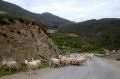 sfakia-sheep2.jpg