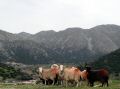 sfakia-sheep.jpg