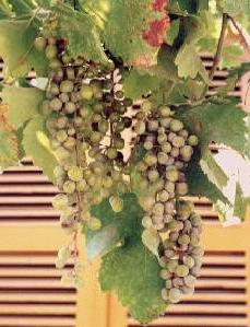 Ripe grapes in Cephallonia, Greece on Arcadia Walking Trip