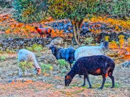 Goats in Greece