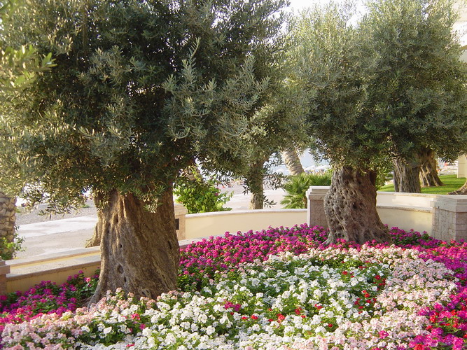 Olive Grove in the Hotel Club Casino, Loutraki