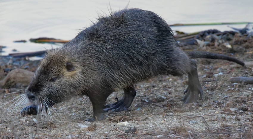 Coypu