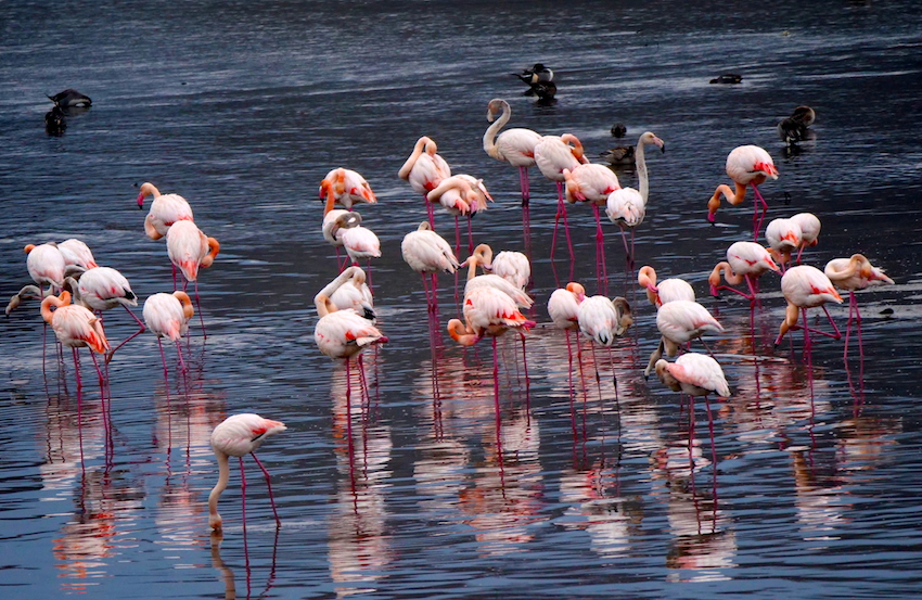 Flamingos, Lake Kerkini
