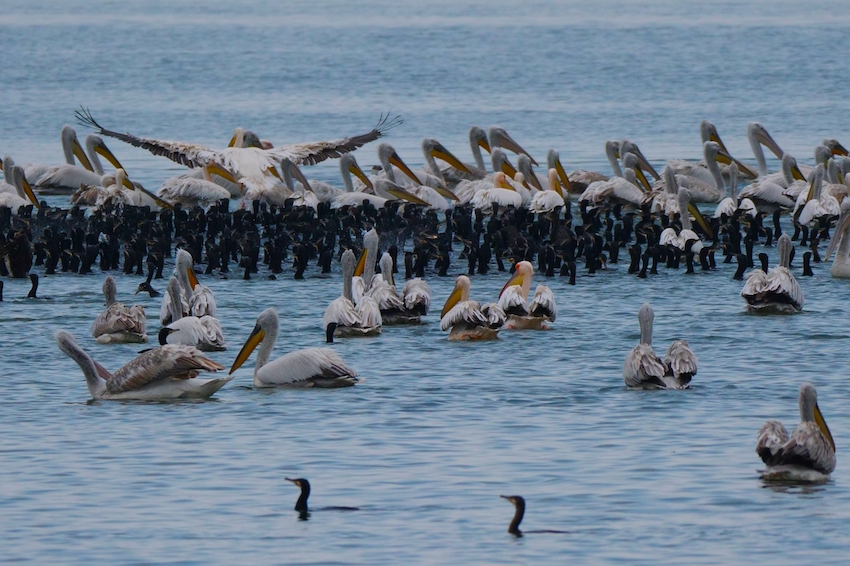Lake Kerkini, birds