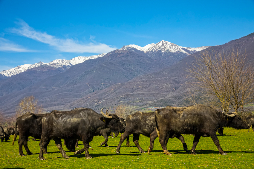 Buffalo, Lake Kerkini