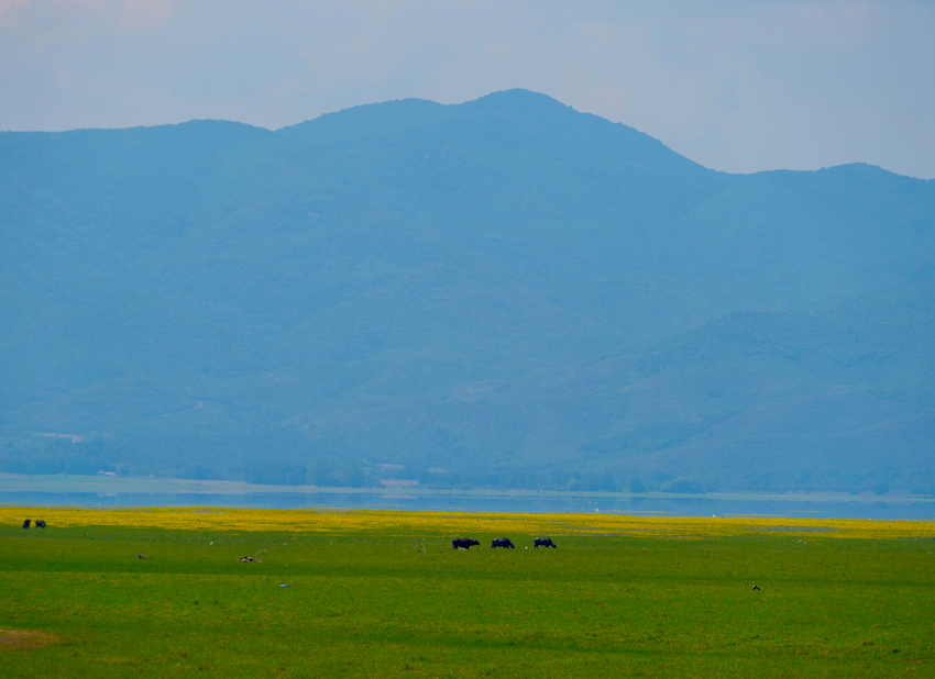 Kerkini buffalo