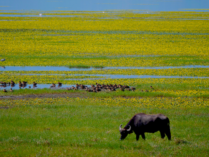 Lake Kerkini buffalo