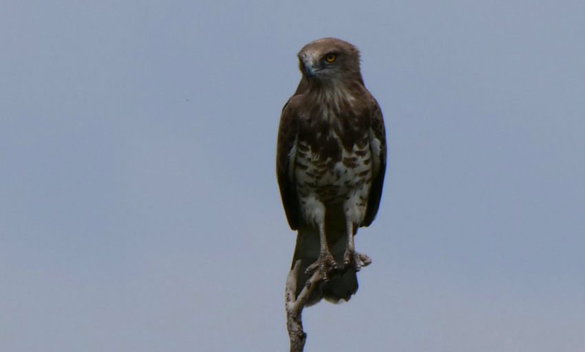 Lake Kerkini Eagle