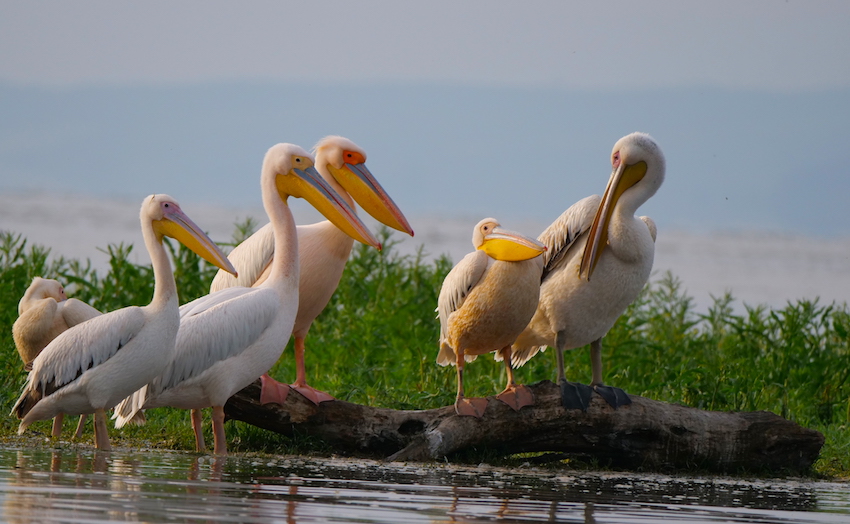 Kerkini Pelicans