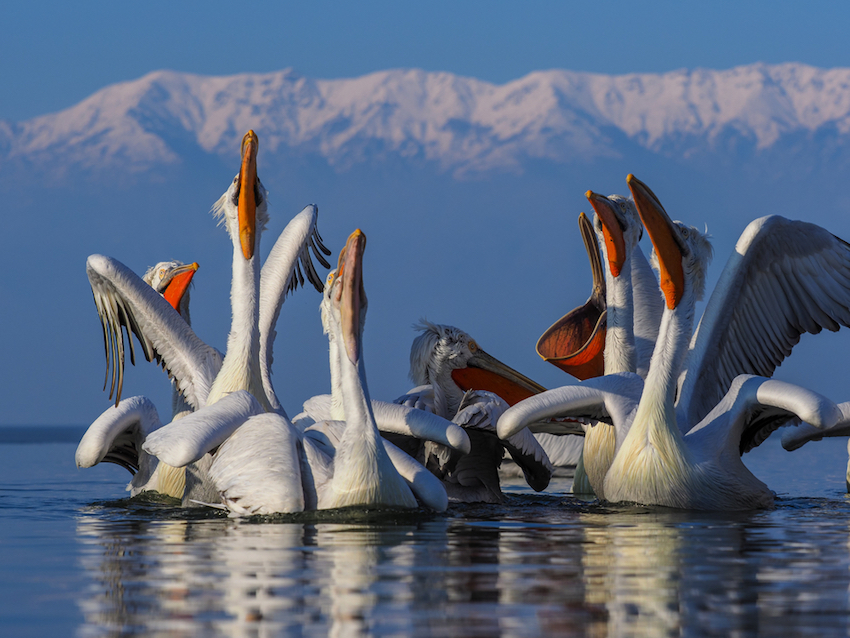 Pelicans, Lake Kerkini