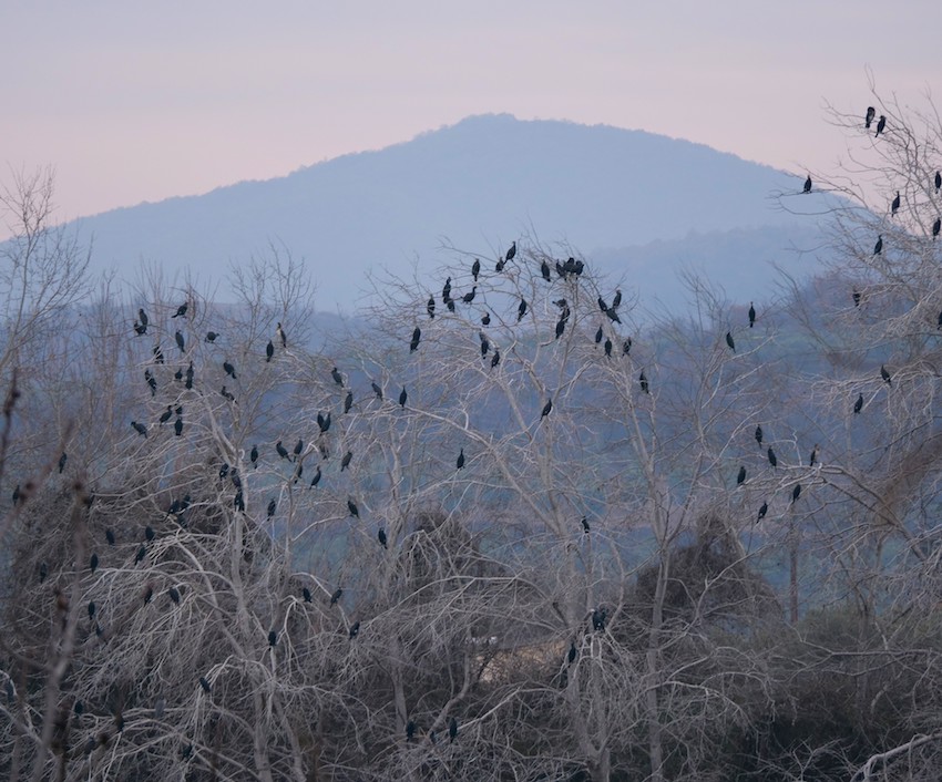 Comarants, Lake Kerkini