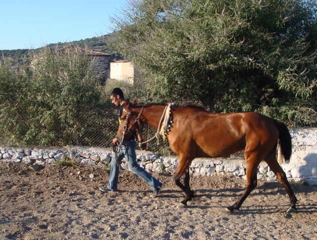 horserace, agia paraskevis, lesvos