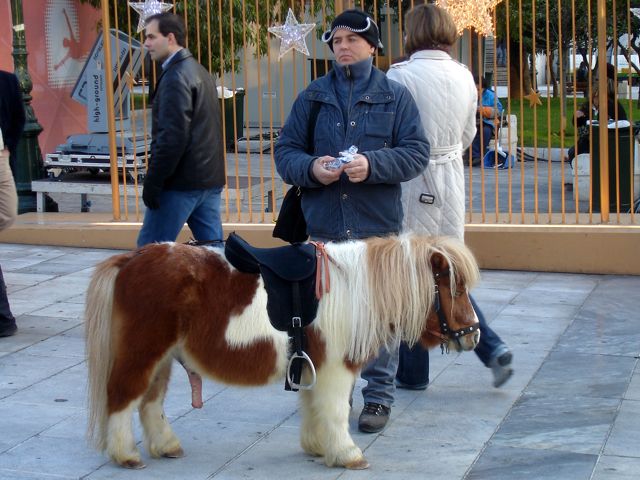Athens Christmas pony