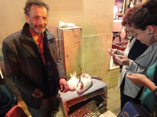 Istanbul fortune telling rabbit