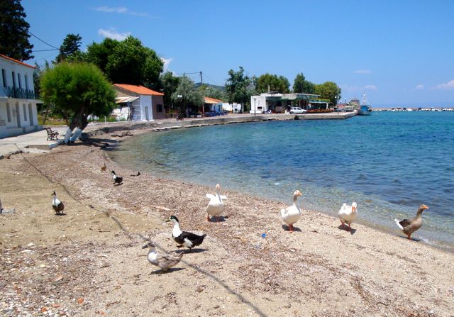 Geese in Pigi Thermi, Lesvos