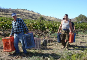 grape picking in diakofto greece