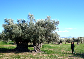 ancient olive trees in Megara, Greece