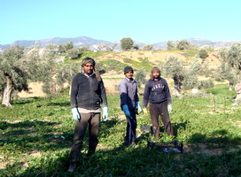 Pakistani farmworkers in Megara, Greece
