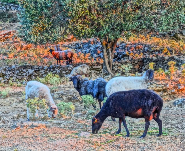 Lesvos Sheep