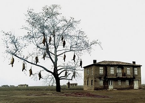 The Weeping Meadow