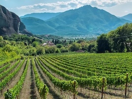 Nemea Winery Tour