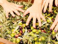 Olive Oil tour