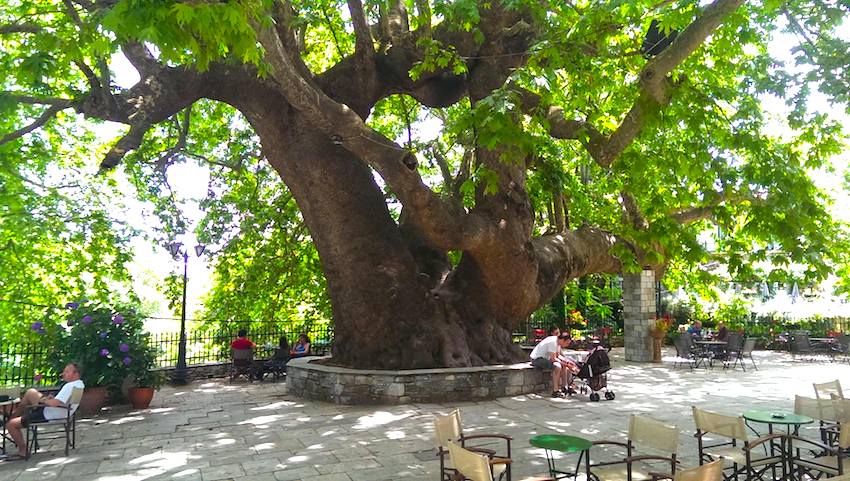 Pelion Tsagarada platanos tree