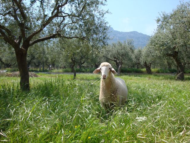 Kyparissi, Greece